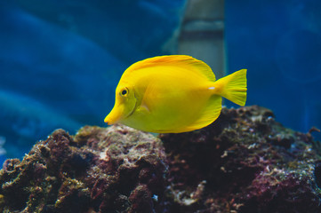 The yellow tang (Zebrasoma flavescens) is a saltwater fish species of the family Acanthuridae.