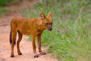Indian Wild Dog, Cuon alpinus, Nagarhole Tiger Reserve, Karnataka