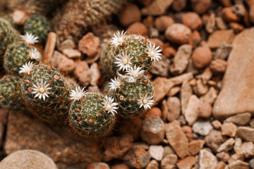 wedding engagement ring in the botanical garden
