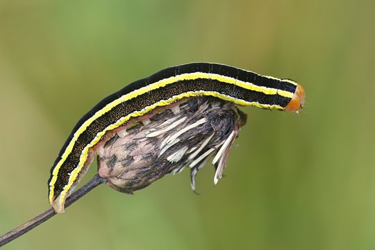 The Broom Moth, Ceramica pisi