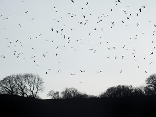 crows flocking over winter forest trees at twilight