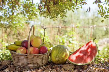 melon, watermelon and wicker basket full of fruit