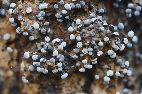 White slime mold, Physarum leucopus