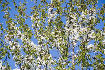 blühender Kirschbaum - cherry blossoms on tree