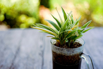 The houseplant stands on a wooden table. Blurred background. Side view with copy space