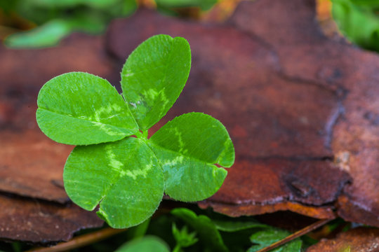 Horizontal macro photo of a bright green 4-leaf clover on the left with a green and brown background
