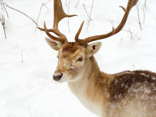 Naklejka na ściany i meble deer in deep snow