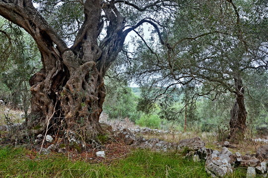 Greece,island Paxos-view of the olive orchard