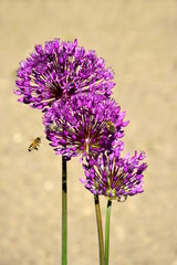 Zierlauch, Allium, Blüten