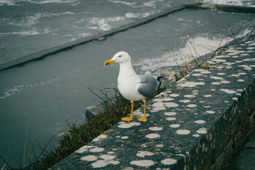 A seagull  in baiona, galicia, spain