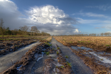 Agricultural loss: rotten potatoes on a muddy, frozen field in winter under a sky with cumulus clouds
