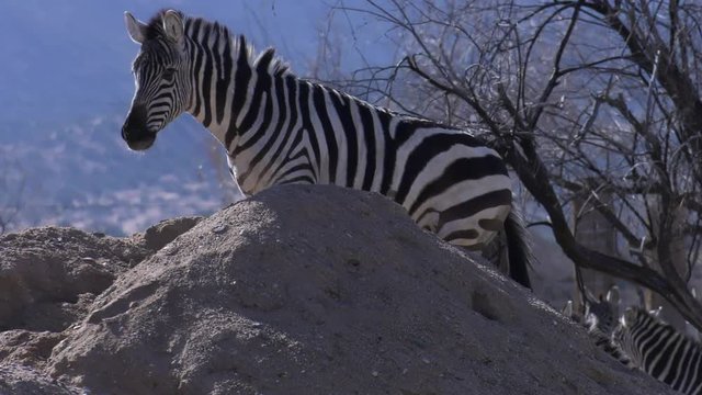 zebra walks to top of dirt pile with mountains background slow motion 4k60p