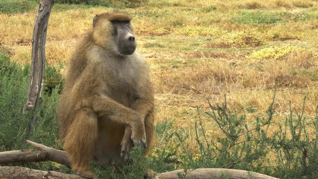 a male yellow baboon sitting upright at amboseli national park in kenya