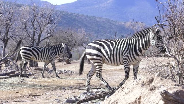 zebra crossing the dirt road on safari trail slow motion 4k60p