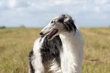 Portrait of a Borzoi dog closeup outdoors, on nature background