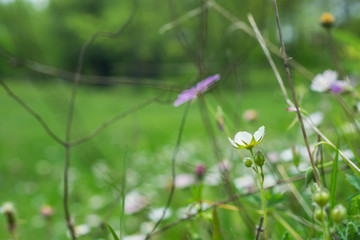 Beautiful landscape with a picturesque spring meadow with flowering flowers, bellis perennis, dandelion, coffin, chamomile. Little depth of focus. Spring Concept.