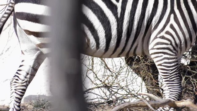 zebra close up walking