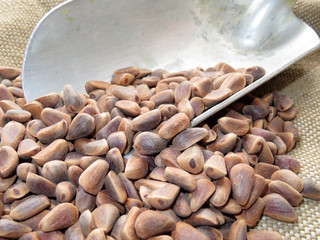 Scoop with unpeeled pine nuts on burlap