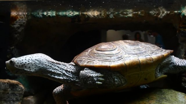 Cute black and white spotted diamondback terrapin turtle swims close to the surface of water in terrarium