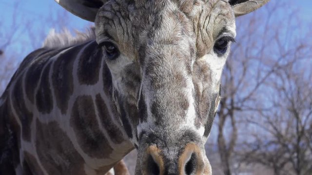 giraffe face close up chewing and looking at you slow motion 4k60p