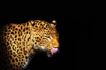 Foto op Canvas Close-up leopard portrait on dark background © Nadia