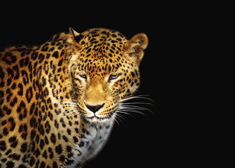 Close-up leopard portrait on dark background