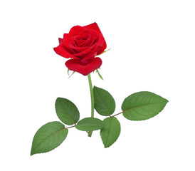 Red rose with two leaves isolated on a white background.