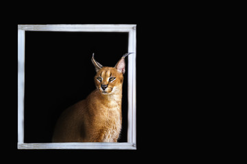 Obraz premium Beautiful caracal lynx over black background