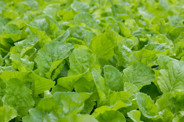 green leaf of Choy, Vegetable food for good Health