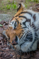 Gros plan sur le Tigre de Sibérie dans un parc zoologique
