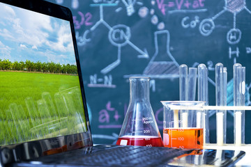 Genetic improvement Scientist checking sample of wheat