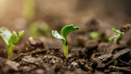 Macro seed growing time lapse of new life with sun flare. 