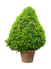 big green plant bush in pot isolated on white. beautiful shape.