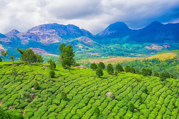 beautiful scenery of India with hills and mountains, green tea plantations and blue sky, Kerala, Munnar, India