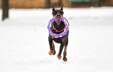 doberman dog runs through the snow in the winter