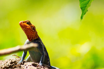 Lizard called agame settlers in the savannah of Amboseli Park in Kenya