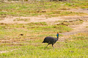 Vulturine guinea fowl in the countryside of Amboseli Park in Kenya