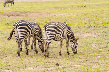 Fototapeta na wymiar Zebra grazing in the savannah of Amboseli Park in Kenya