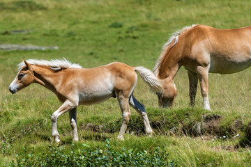 Naklejka na ściany i meble Brown and White Horse with Foal