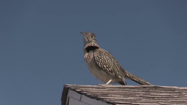 Roadrunner Calling From a Rooftop