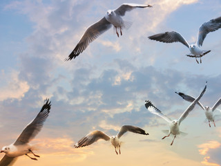 Flock of flying seagulls with background of evening sky, selective focused