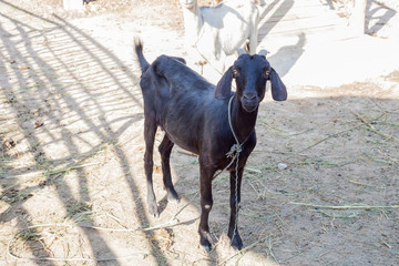 Black Goat closeup