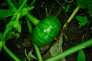 Obraz premium Green squash growth in the garden. Selective focus.
