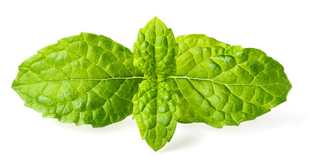 closeup of curled mint leaves isolated on white