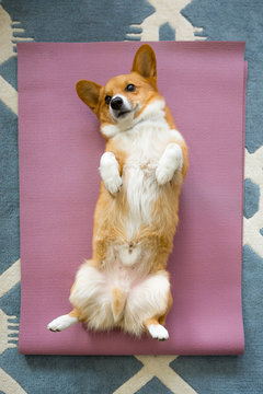 Overhead view of Pembroke welsh corgi on the yoga mat