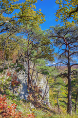 Fototapeta premium Pines on the rocks. Sochi National Park. Neighborhood of Sochi, Russia.