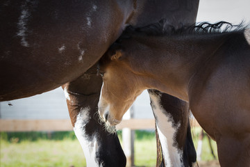 Naklejka premium Horse mare and young pretty foal on summer background, portrait closeup