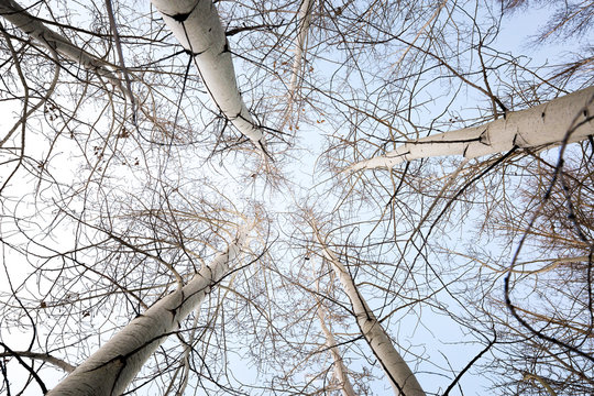 Snowy aspen trees in winter.