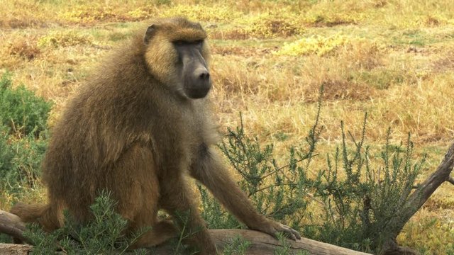zoom in shot of a yellow baboon sitting on the ground at amboseli national park, kenya