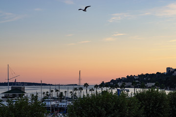 Seagull flying over small harbor in front of beautiful sunset at sea coast